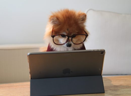 cookie-the-pom-gySMaocSdqs-unsplash-scaled.jpg